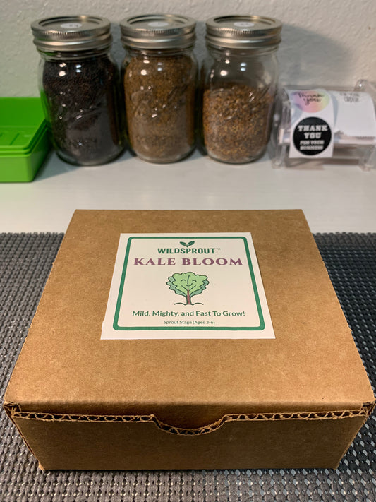 Wildsprout Microgreens Kit – Kale Bloom