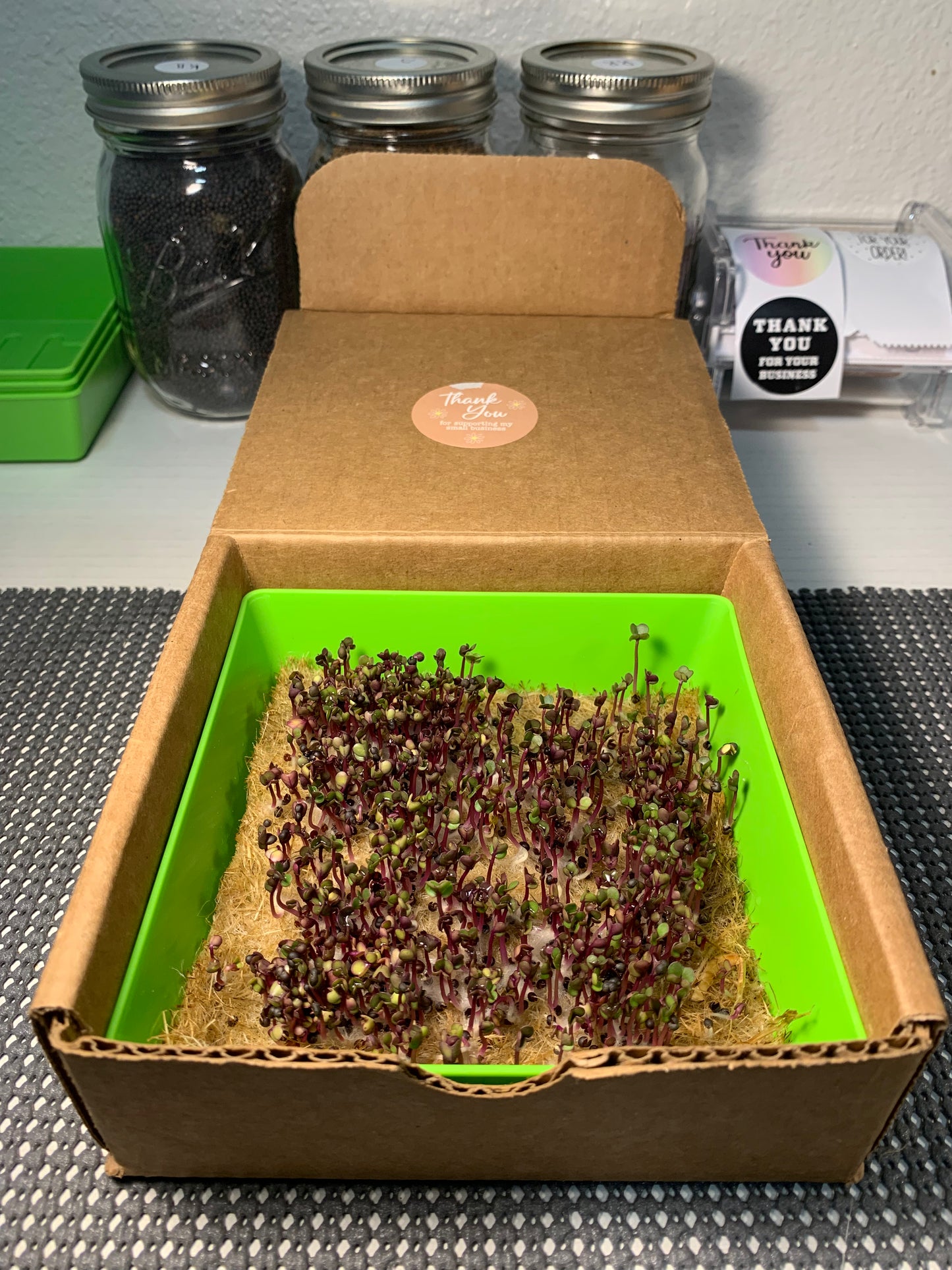 Wildsprout Family Pack – 3-Seed Microgreens Kit
