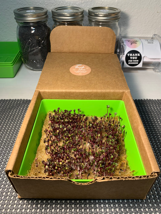 Wildsprout Microgreens Kit – Kale Bloom