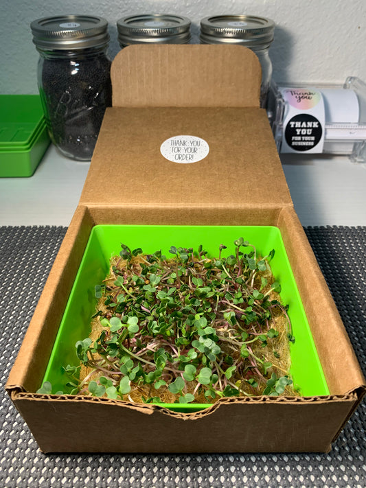 Wildsprout Family Pack – 3-Seed Microgreens Kit