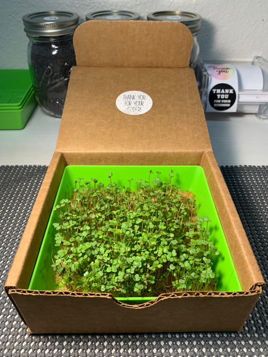 Wildsprout Microgreens Kit – Zing Pop (Arugula)